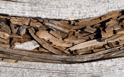 Hoe herken je oppervlakteschimmels bij hout? 