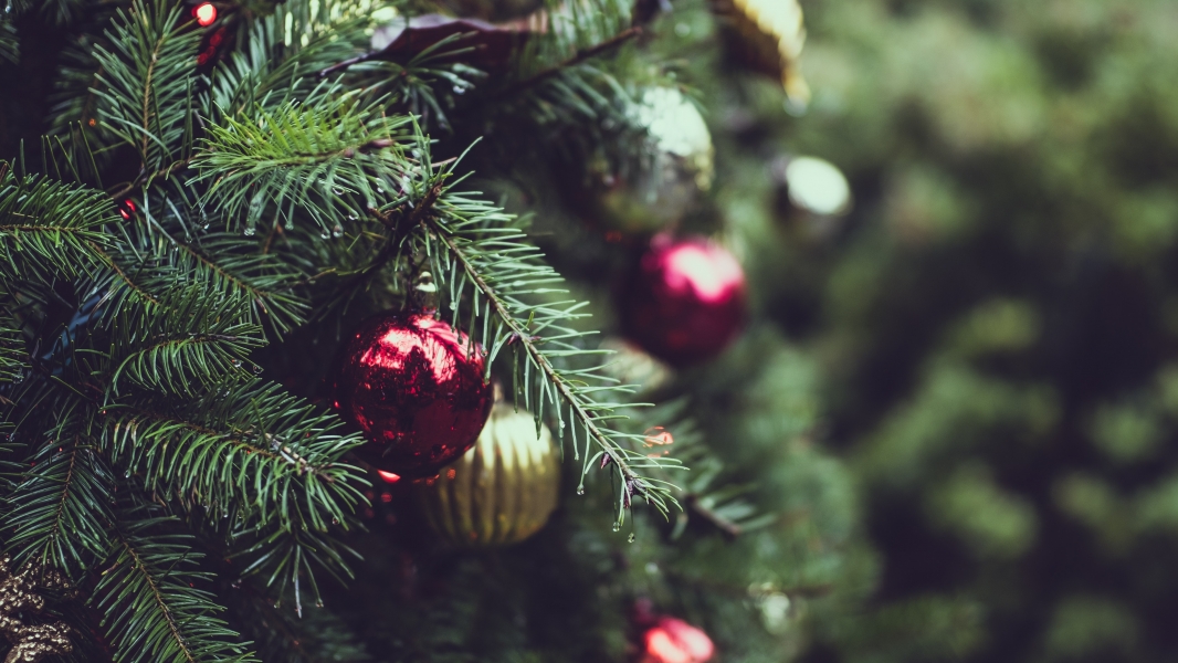 Van Klusjesman handelaar Passie voor tuin en wonen | Welke kerstboom haal je het best in huis?
