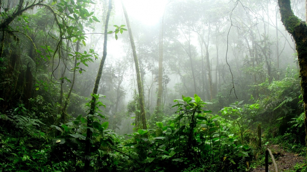 Tropisch hout uit BraziliÃ«: de legaliteit onder de loep>
